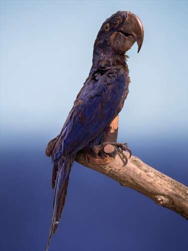 LARGE EARLY 20th CENTURY HYACINTH MACAW