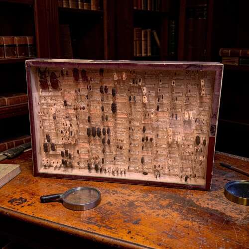 ANTIQUE ENTOMOLOGY CASE