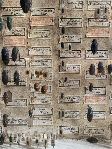 ANTIQUE ENTOMOLOGY CASE