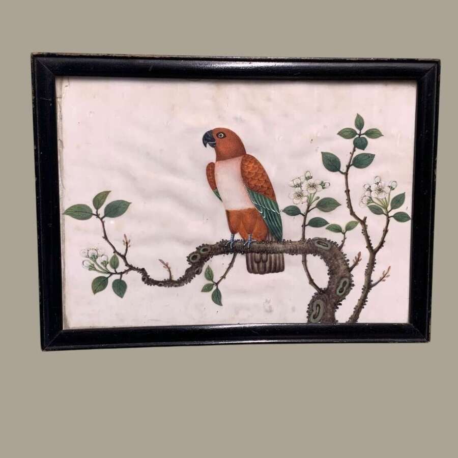 A FINE 19th C CHINESE SCHOOL WATERCOLOUR OF A PARROT