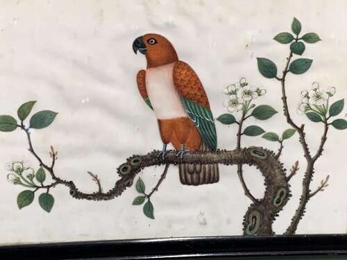 A FINE 19th C CHINESE SCHOOL WATERCOLOUR OF A PARROT