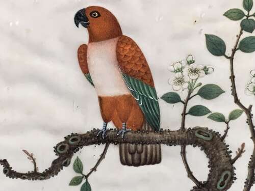 A FINE 19th C CHINESE SCHOOL WATERCOLOUR OF A PARROT