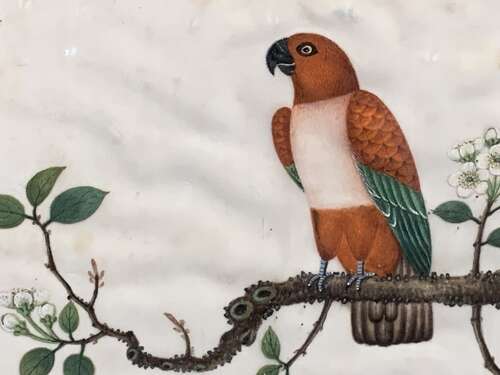 A FINE 19th C CHINESE SCHOOL WATERCOLOUR OF A PARROT