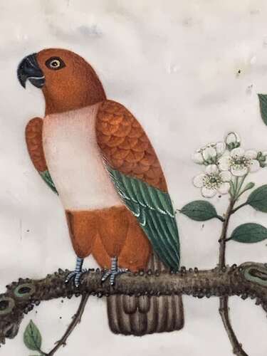 A FINE 19th C CHINESE SCHOOL WATERCOLOUR OF A PARROT