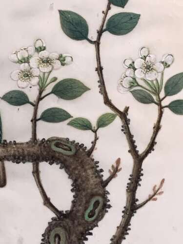 A FINE 19th C CHINESE SCHOOL WATERCOLOUR OF A PARROT